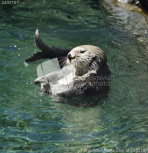 Image of Wild Sea Otter