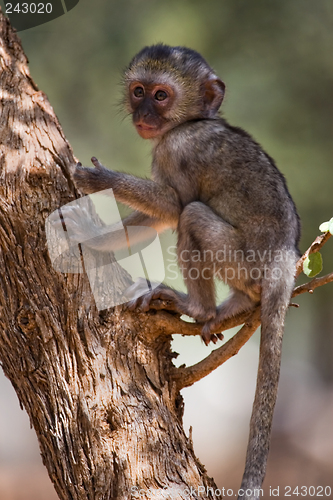 Image of baby velvet monkey