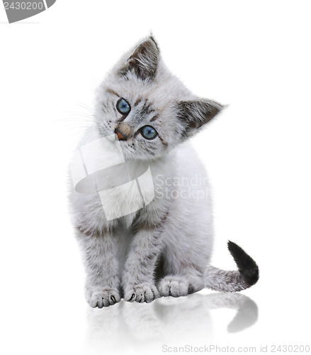 Image of White And Brown Kitten