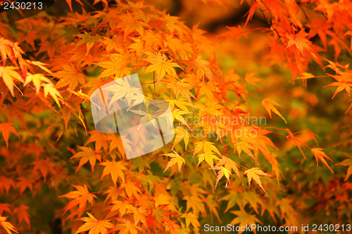 Image of Autumn maple leaves background