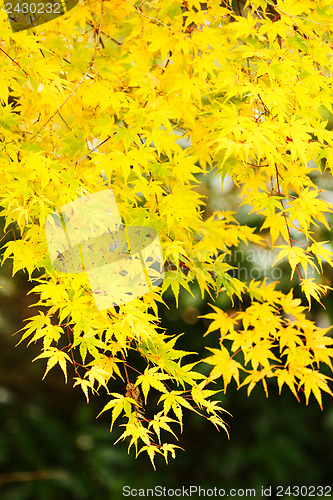 Image of Maple tree in autumn