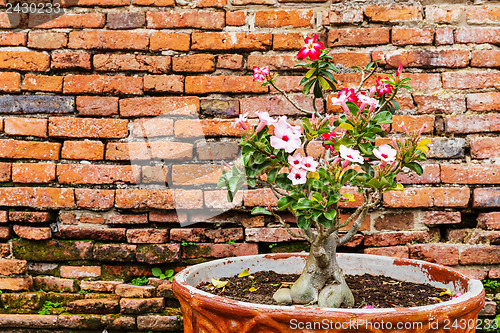 Image of Pink flower against the ancient brick wall