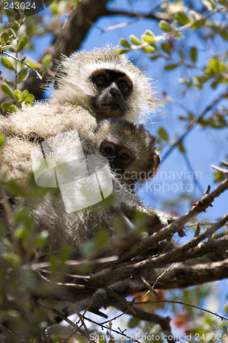 Image of velvet monkey and baby