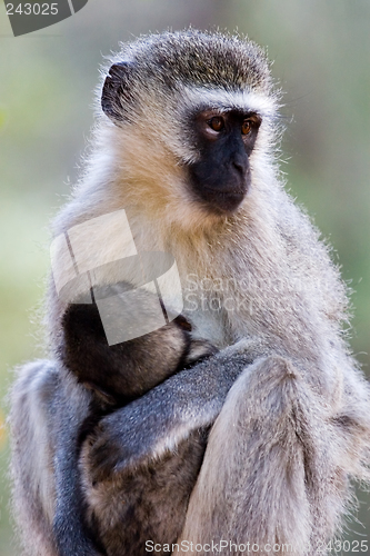 Image of velvet monkey and baby