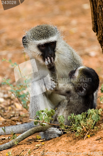 Image of velvet monkey and baby