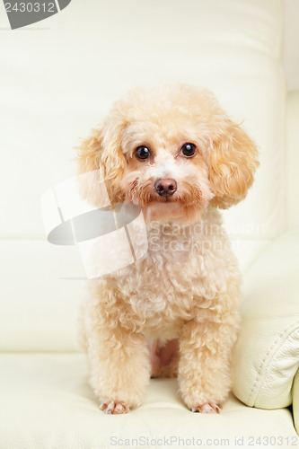 Image of Dog poodle