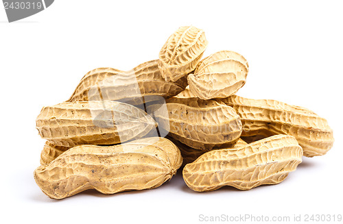 Image of Peanut