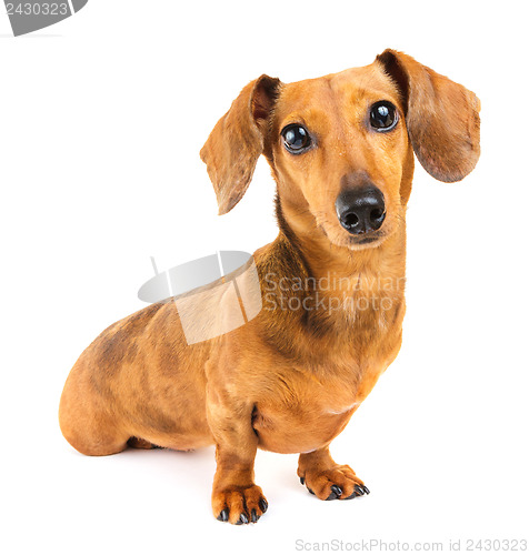 Image of Dachshund Dog isolated over white background