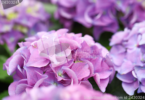 Image of Purple hydrangea flower