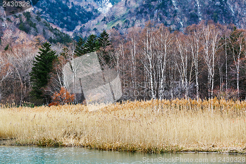 Image of Forest and lake