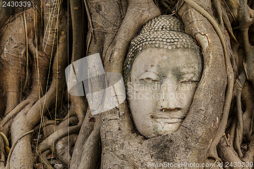 Image of Buddha head in banyan tree