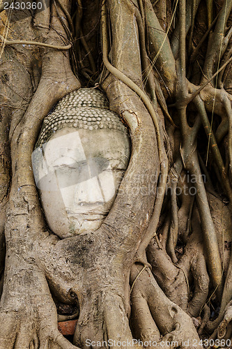 Image of Buddha head in banyan tree