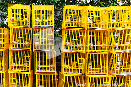 Image of Bird Market in Hong Kong