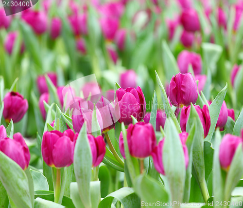 Image of Purple tulips flower field