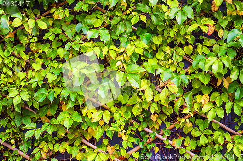 Image of Green plant wall