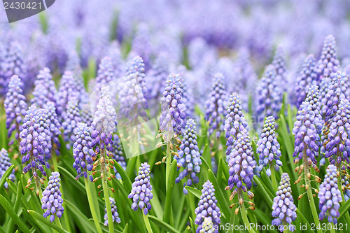 Image of Purple muscari botryoides