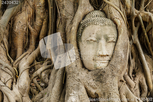 Image of Buddha head in old tree