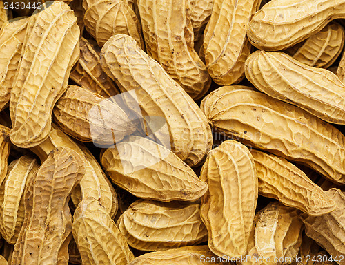 Image of Peanut