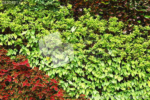 Image of Green plant wall