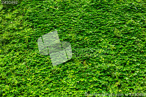 Image of Green plant wall