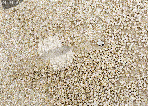 Image of Small white crab moving sand balls