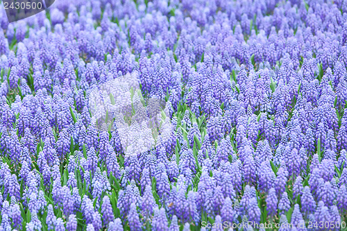 Image of Purple muscari botryoides