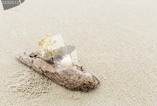 Image of Driftwood and coral on beach