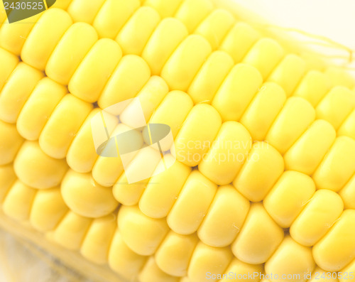 Image of Fresh corn close up