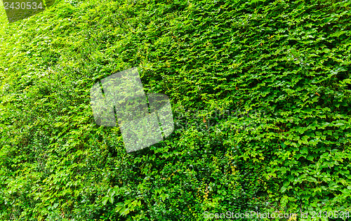 Image of Green ivy plant wall
