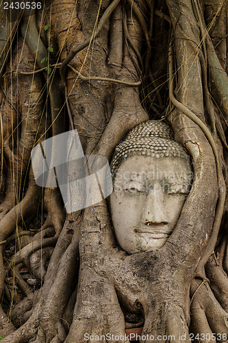 Image of Buddha head in old tree