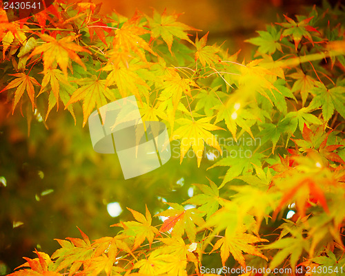Image of Autumn maple leaves background