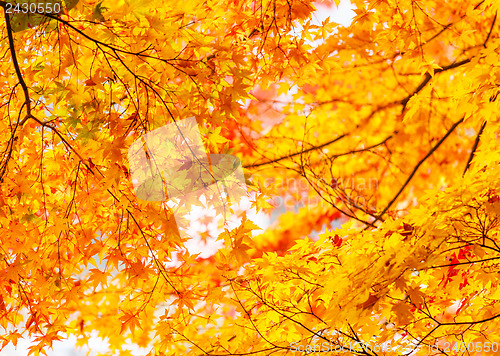 Image of Autumn maple leaves background