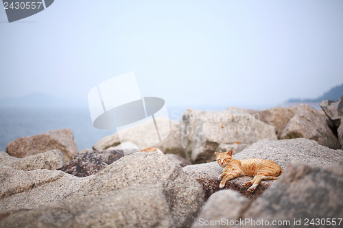 Image of Street cat on the rock