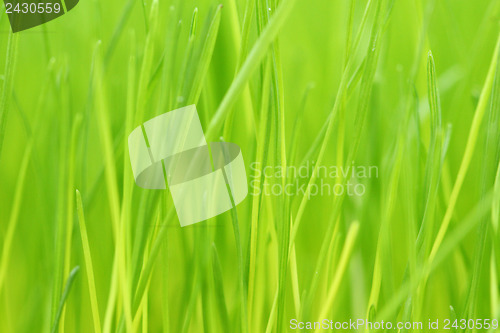 Image of Green grass background