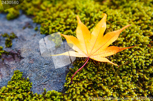 Image of Yellow maple leaves on moss