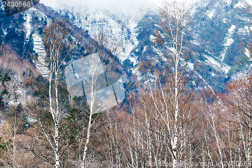 Image of Autumn forest