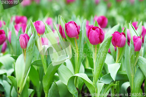 Image of Flower tulips