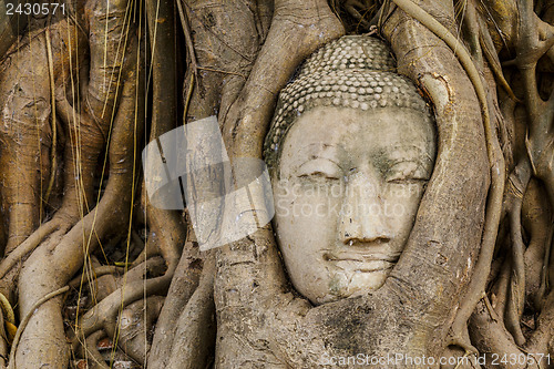 Image of Buddha head in old tree close up