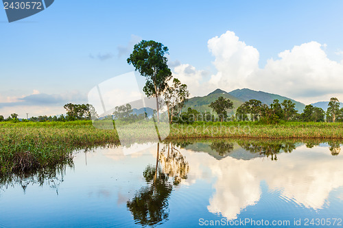 Image of Wetland