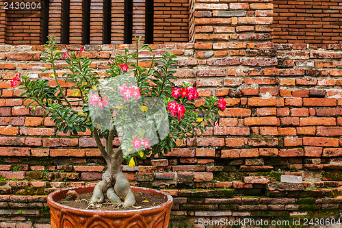 Image of Pink flower in the flower pot