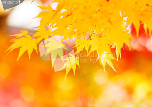 Image of Yellow maple leaves