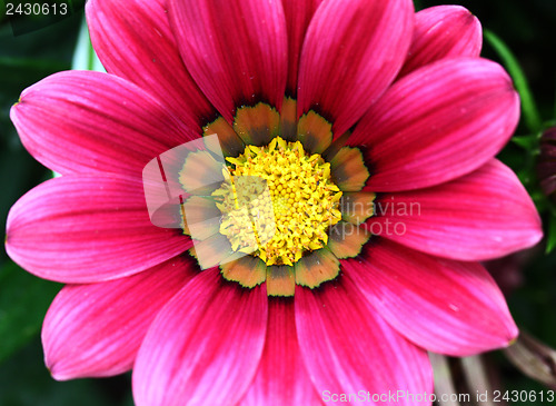 Image of Purple flower close up