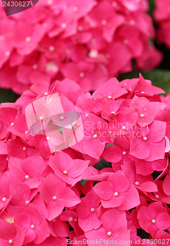Image of Pink hydrangea flower