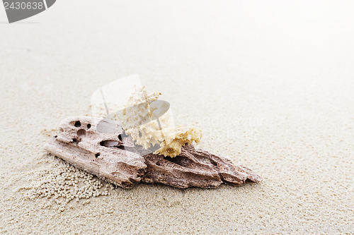 Image of Driftwood and coral on beach