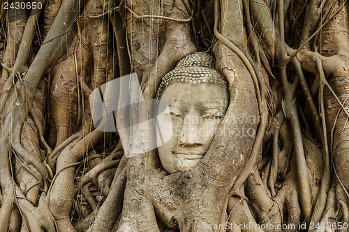 Image of Buddha head in banyan tree