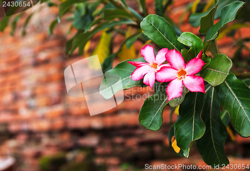 Image of Pink flower with old red brick wall