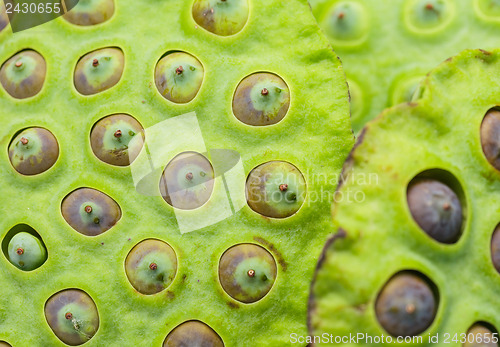 Image of Lotus seed pod close up