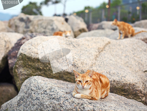 Image of Street cat lying on the stone