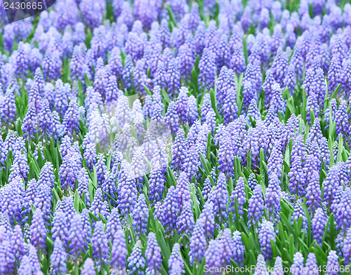 Image of Purple muscari botryoides