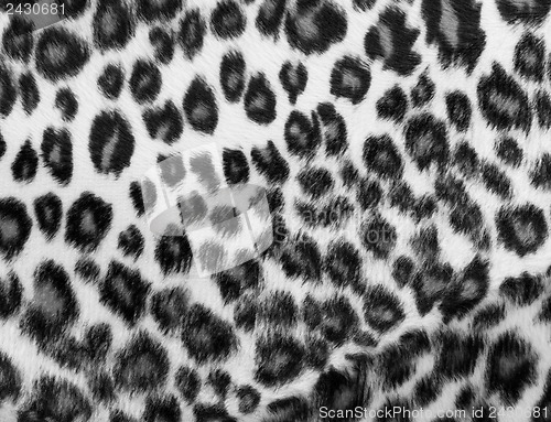 Image of Monochrome leopard Print